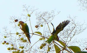 Conure cuivrée