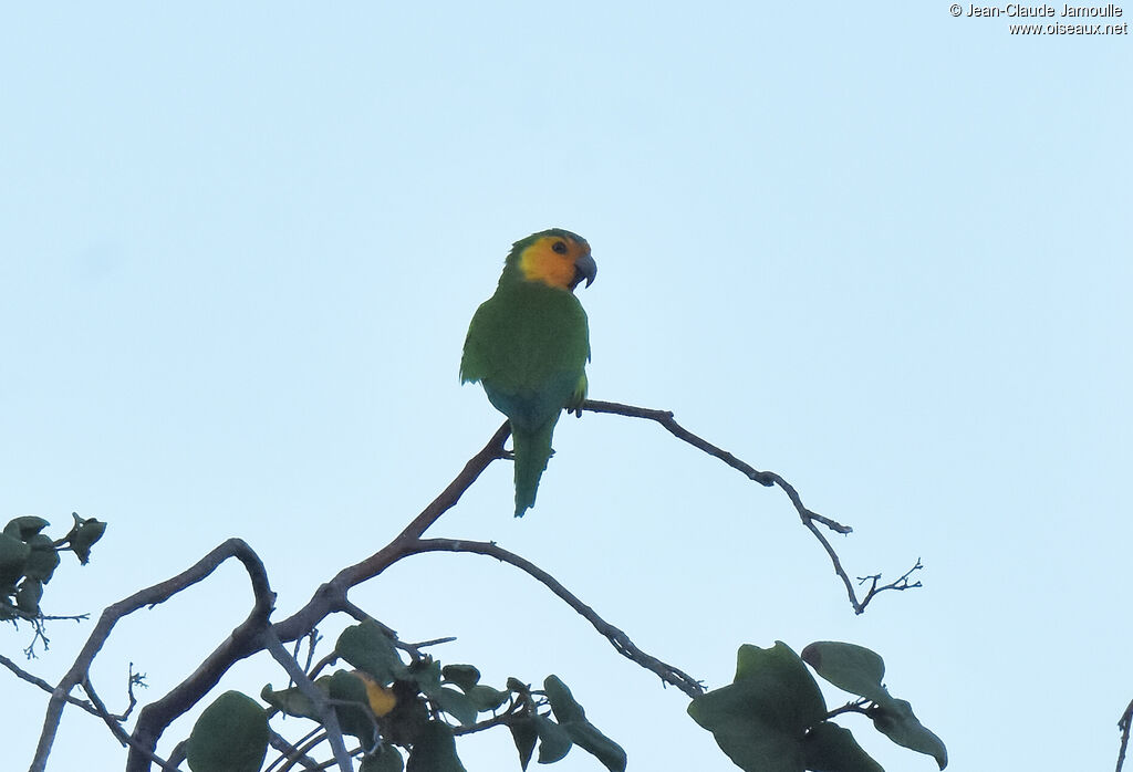 Conure cuivrée