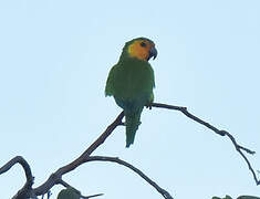 Brown-throated Parakeet