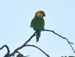 Conure cuivrée