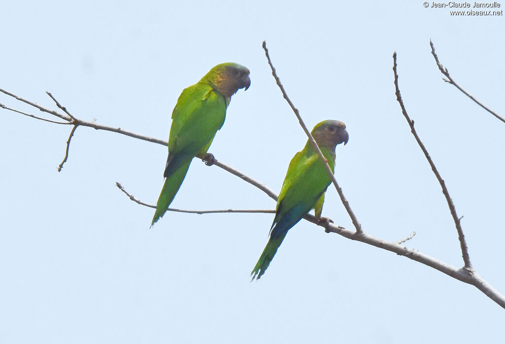 Conure cuivrée