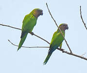 Conure cuivrée