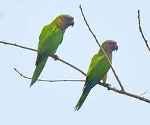 Brown-throated Parakeet