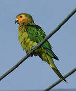 Brown-throated Parakeet