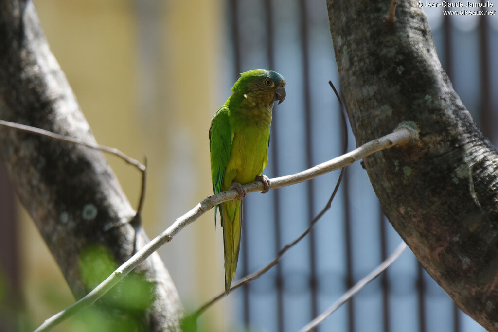 Conure cuivrée