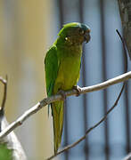 Brown-throated Parakeet