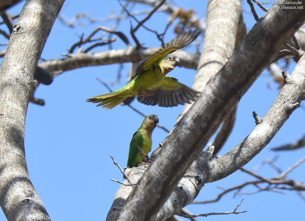 Brown-throated Parakeet