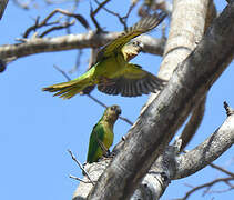 Conure cuivrée