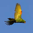 Conure de Finsch