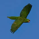 Conure de Finsch