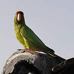 Conure de Finsch