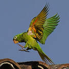 Conure de Finsch