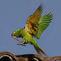 Conure de Finsch
