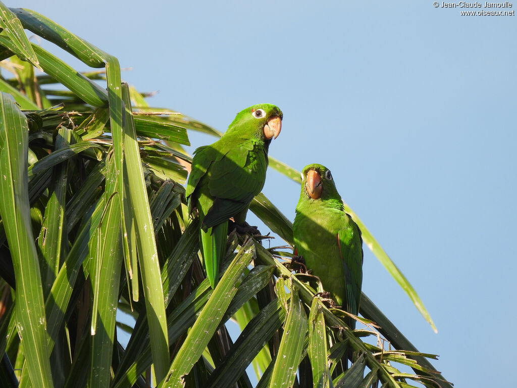 Hispaniolan Parakeetadult