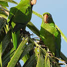 Conure maîtresse