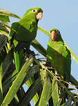 Conure maîtresse