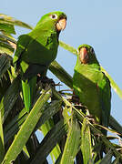 Hispaniolan Parakeet