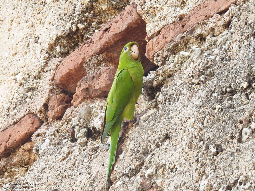 Hispaniolan Parakeetadult, identification