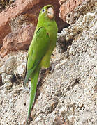 Hispaniolan Parakeet