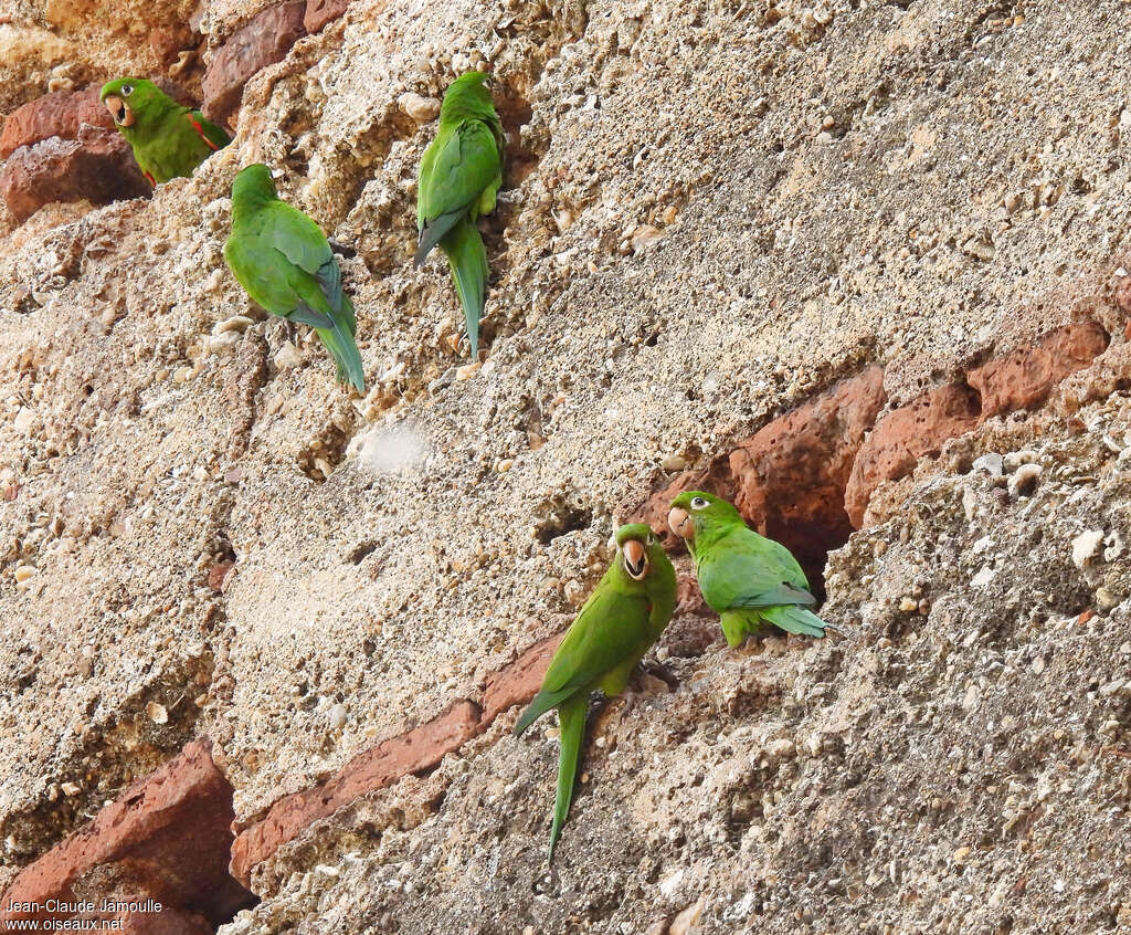 Hispaniolan Parakeetadult, habitat, Reproduction-nesting