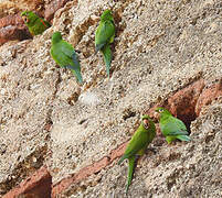 Hispaniolan Parakeet