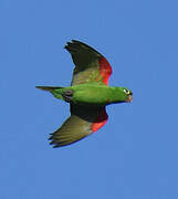 Hispaniolan Parakeet