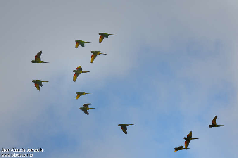 Hispaniolan Parakeet, Flight