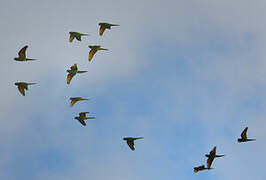 Hispaniolan Parakeet