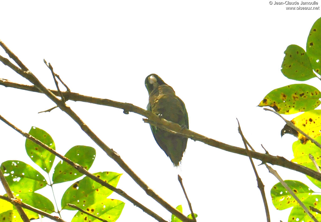 Olive-throated Parakeet