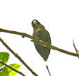 Conure naine
