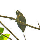Conure naine