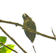 Olive-throated Parakeet