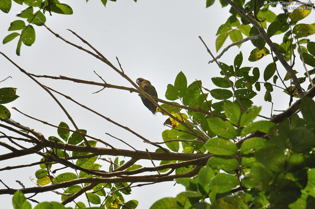 Conure naineadulte