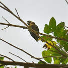 Conure naine