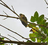 Conure naine