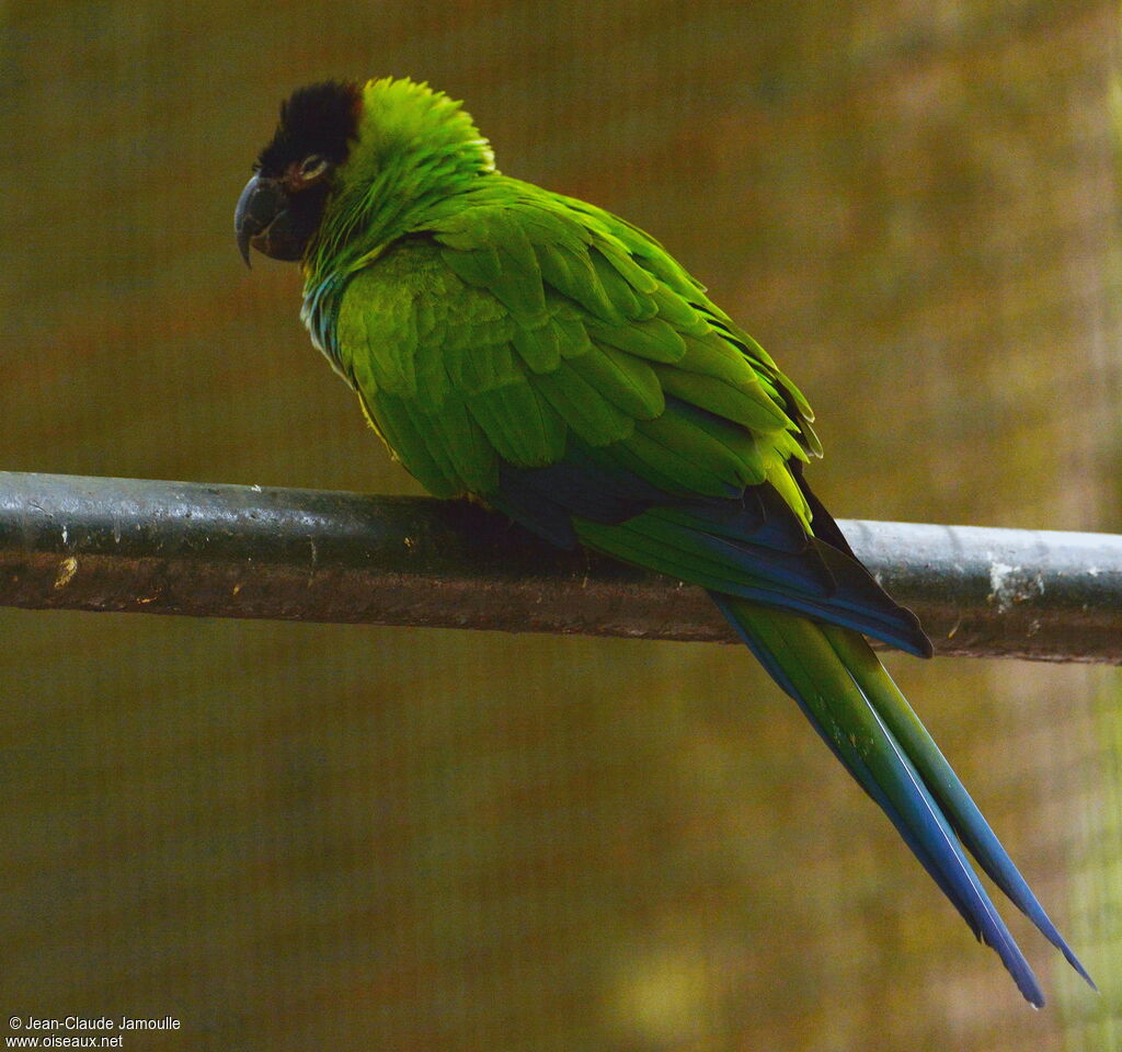 Nanday Parakeet