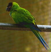 Nanday Parakeet