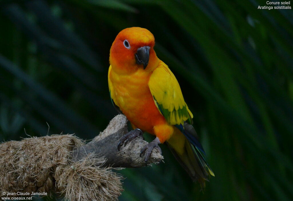 Conure soleil