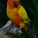 Conure soleil