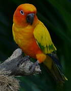 Sun Parakeet