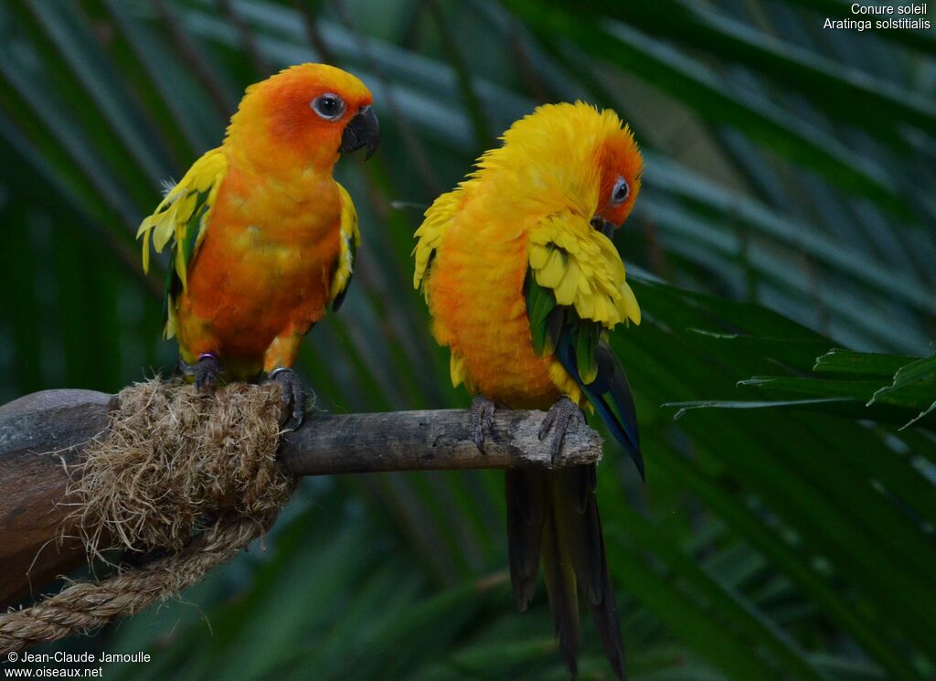 Conure soleil