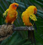 Sun Parakeet