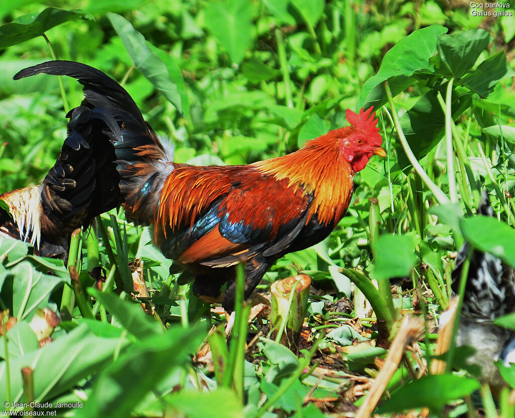 Red Junglefowl