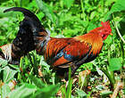 Coq bankiva