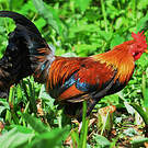 Coq bankiva