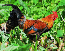 Red Junglefowl