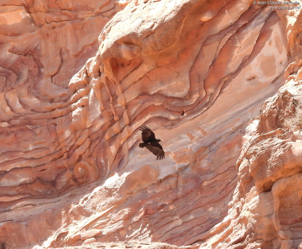 Corbeau à queue courte