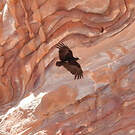 Corbeau à queue courte