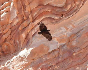 Corbeau à queue courte