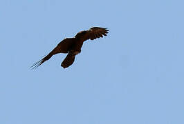 Brown-necked Raven